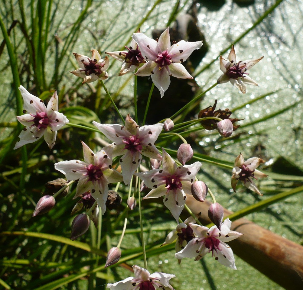 Изображение особи Butomus umbellatus.