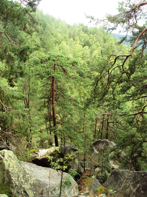 Изображение особи Pinus sylvestris.