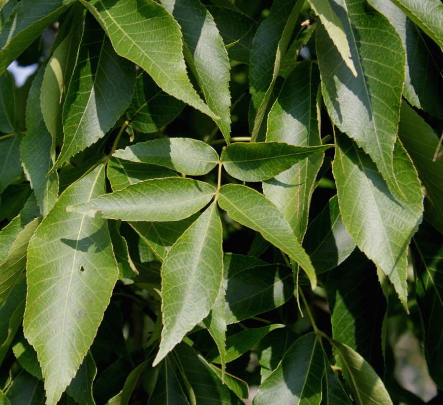 Image of Carya ovata specimen.