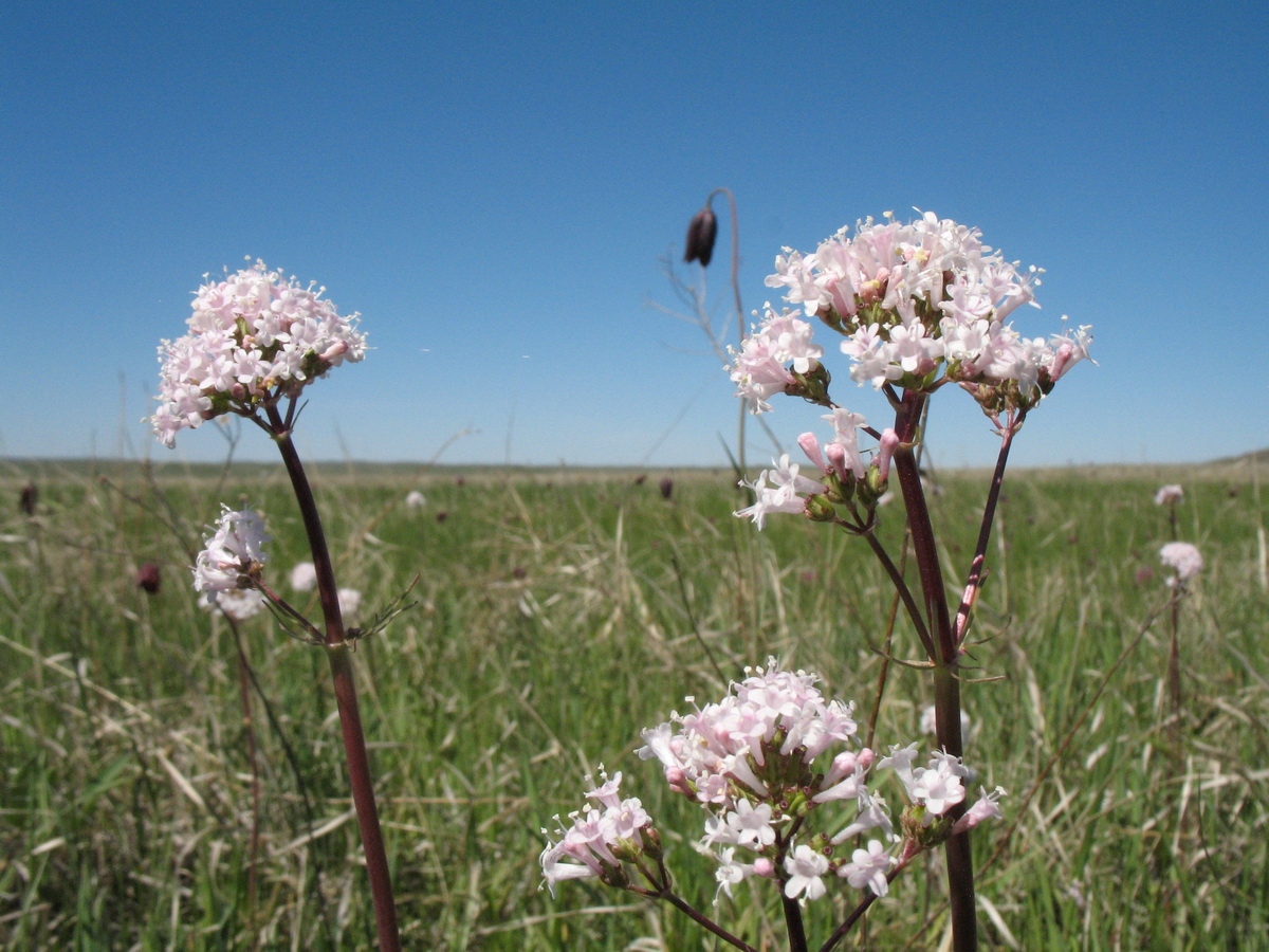 Изображение особи Valeriana dubia.