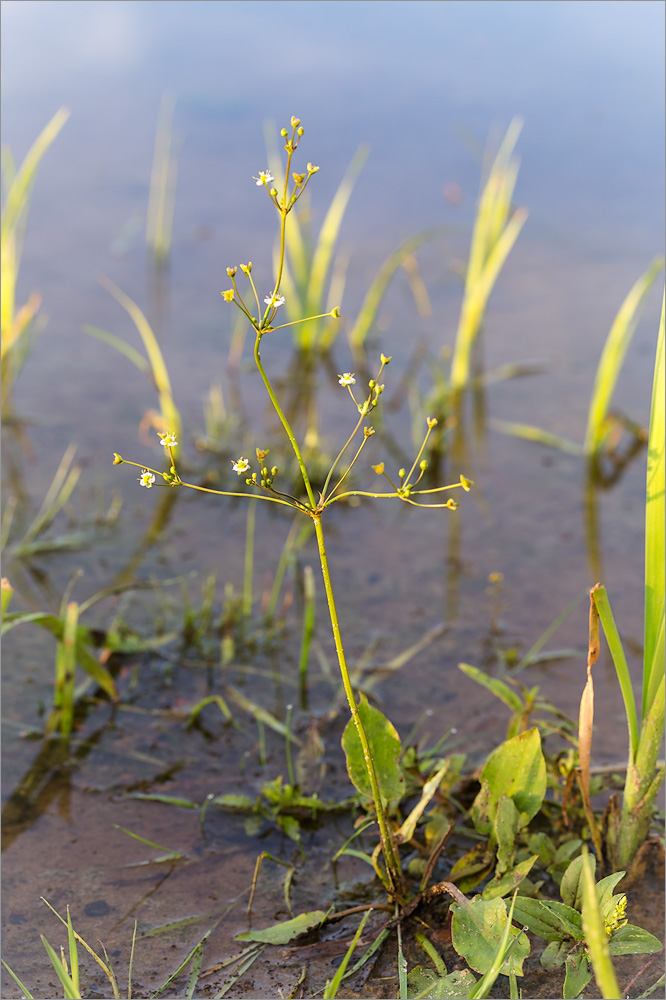 Image of Alisma plantago-aquatica specimen.