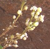 Cochlearia officinalis. Соплодия. Кольский п-ов, Восточный Мурман, пос. Дальние Зеленцы, губа Ярнышная, Красная Скала. 22.08.2009.