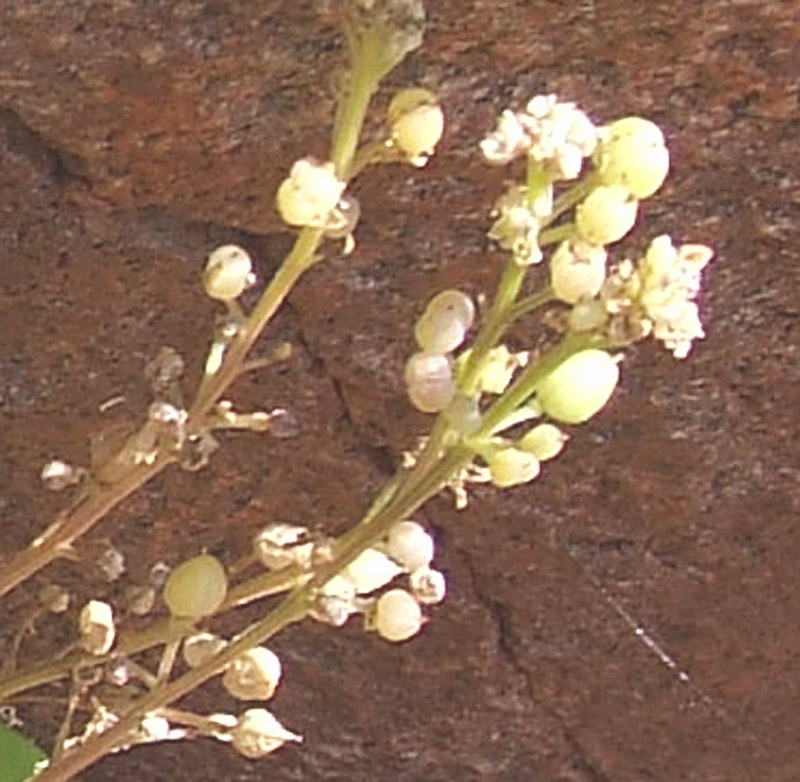 Image of Cochlearia officinalis specimen.