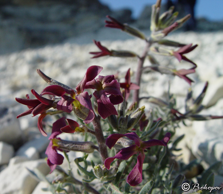 Изображение особи Matthiola odoratissima.