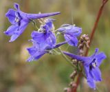 Delphinium laxiflorum. Соцветие. Алтай, Онгудайский р-н, ур. Башадар. 27.08.2009.