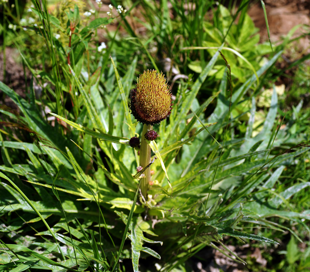 Image of Cirsium heterophyllum specimen.