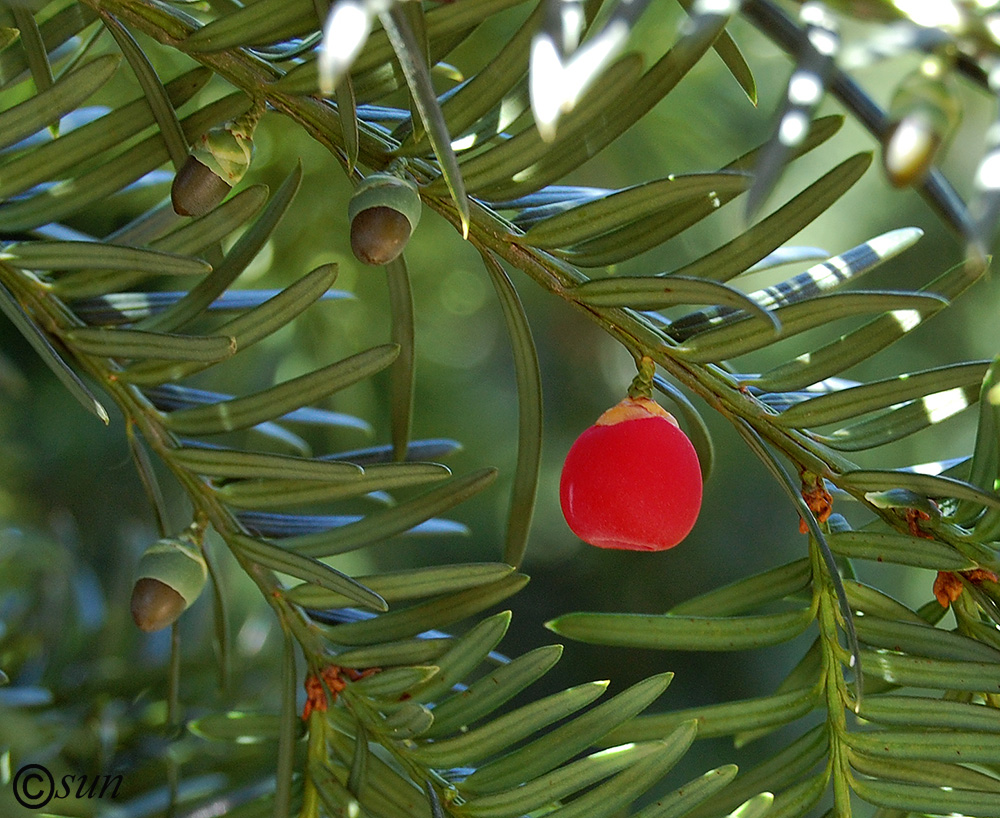 Image of Taxus baccata specimen.