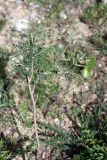 Astragalus neolipskyanus