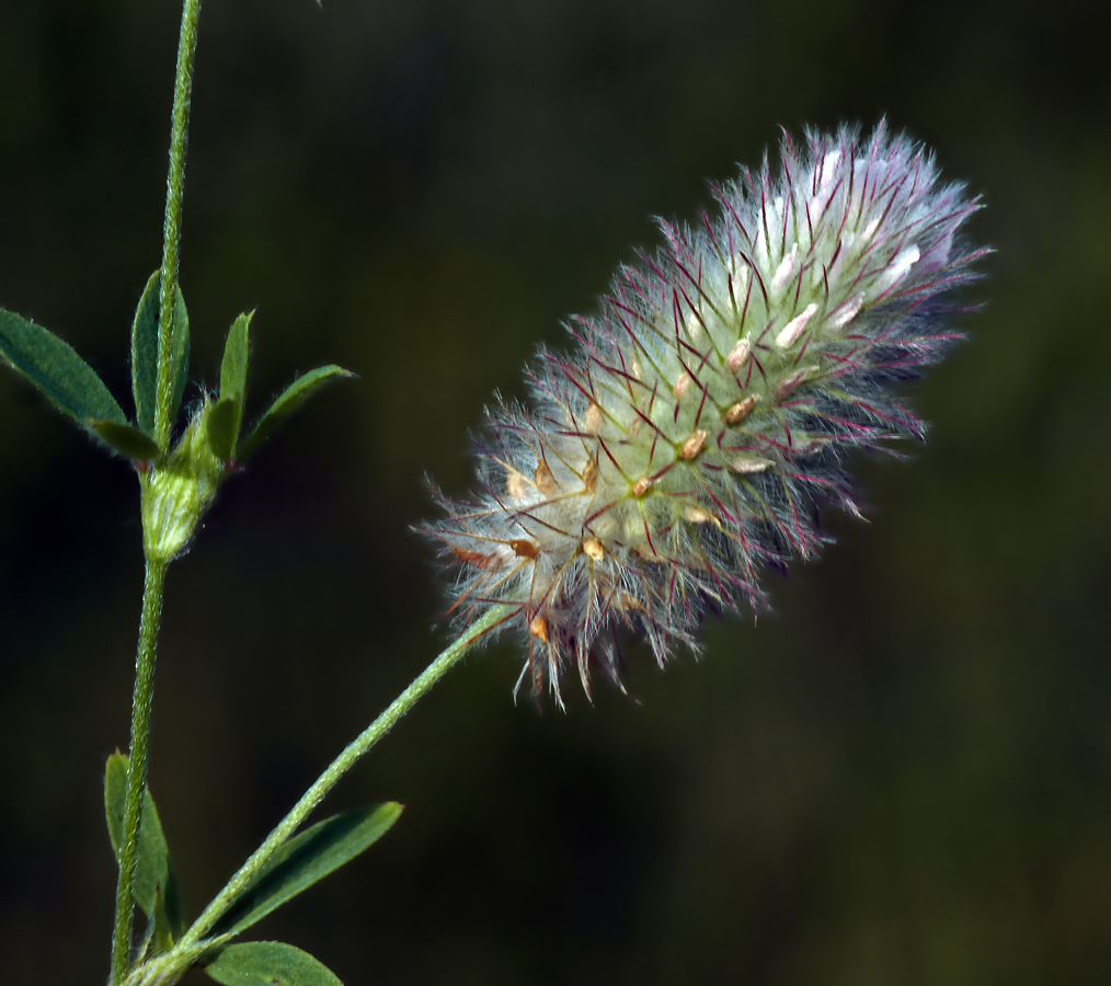 Image of Trifolium arvense specimen.