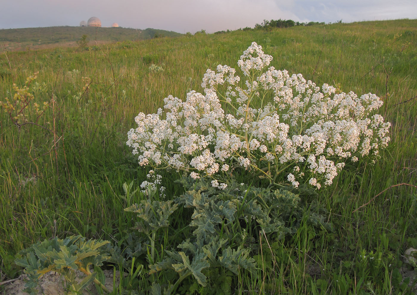 Image of genus Crambe specimen.