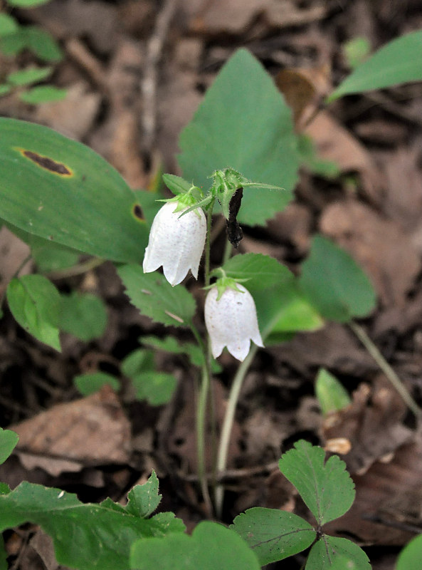 Image of Campanula punctata specimen.