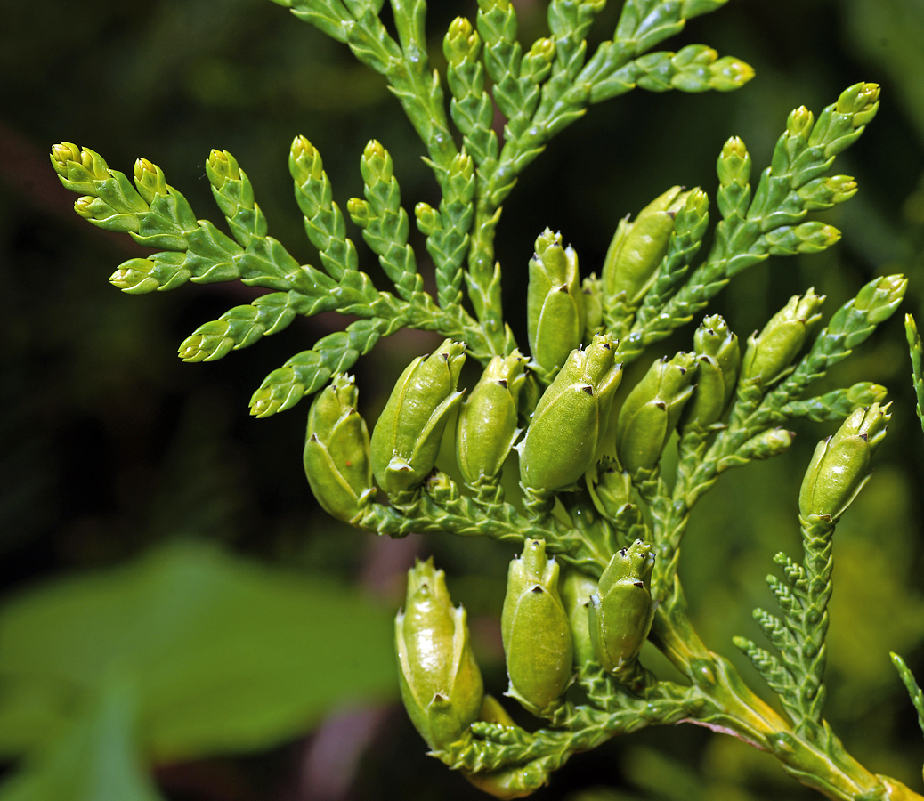 Изображение особи Thuja occidentalis.