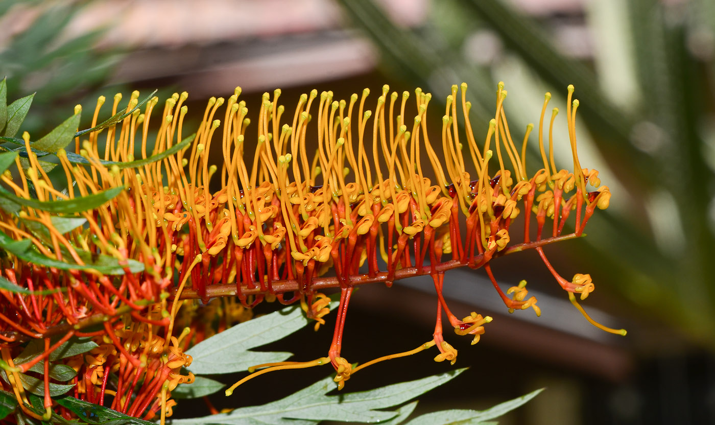 Image of Grevillea robusta specimen.