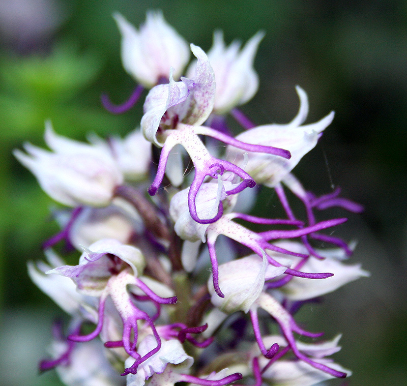 Изображение особи Orchis simia.