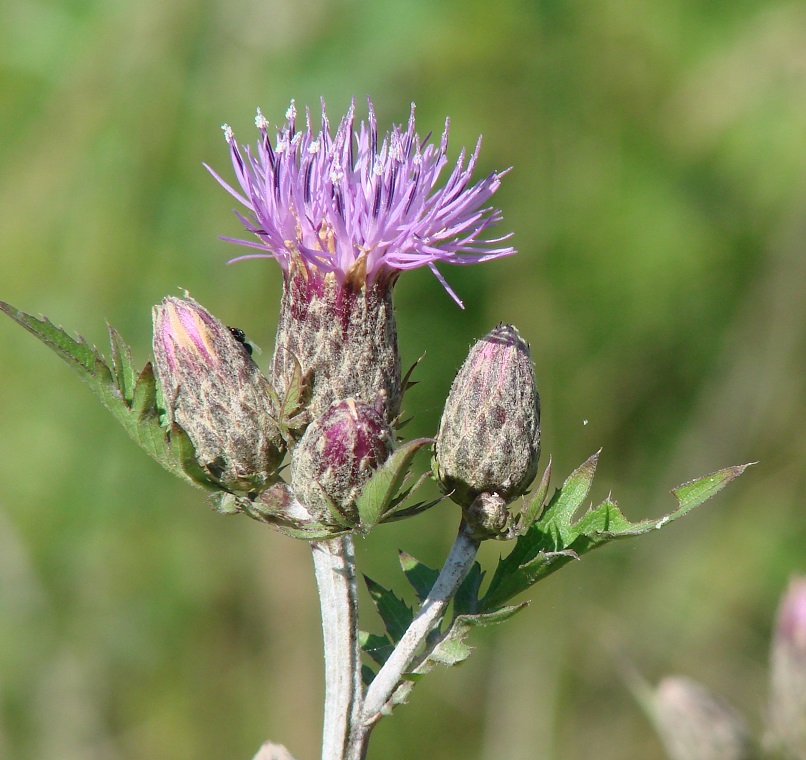 Image of Serratula coronata specimen.