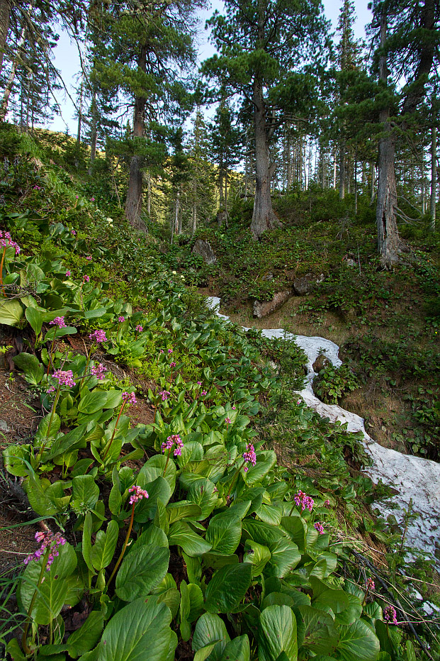 Image of Bergenia crassifolia specimen.