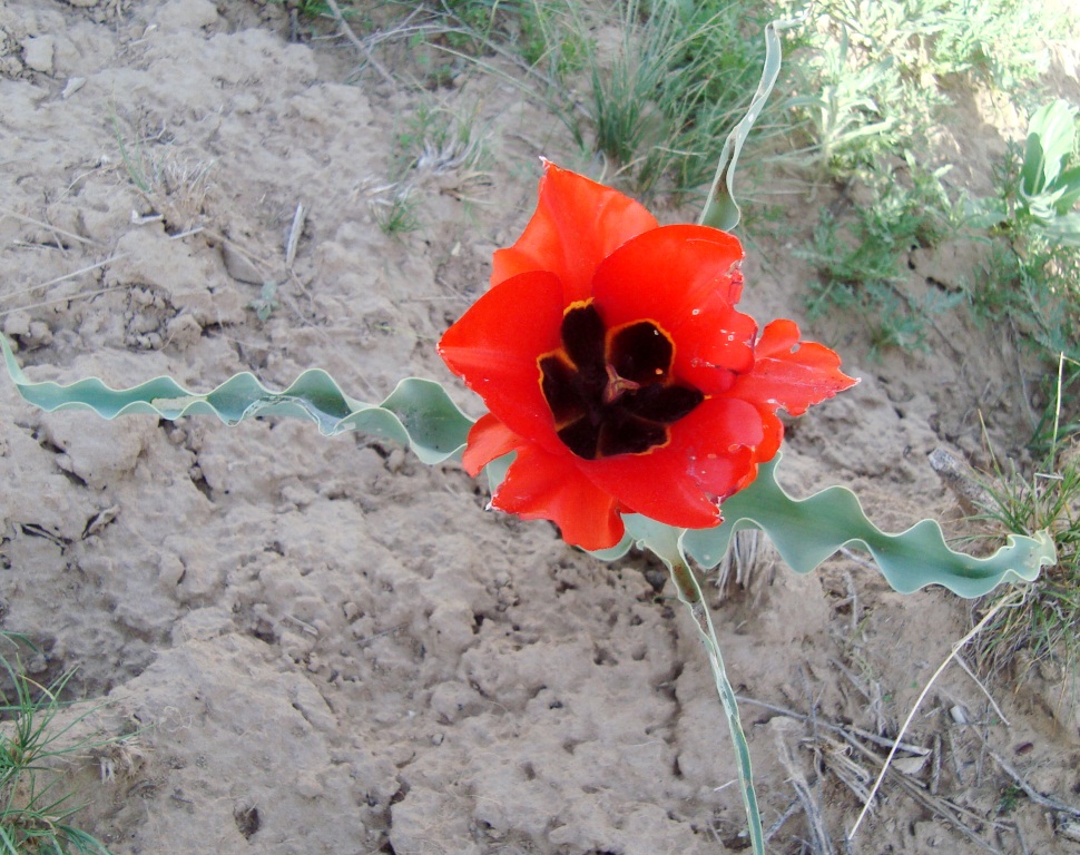 Изображение особи Tulipa kuschkensis.