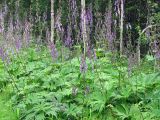 Aconitum septentrionale. Заросли цветущих растений у дороги. Иркутская обл., окр. г. Усть-Кут, Аэропорт. 11.07.2009.