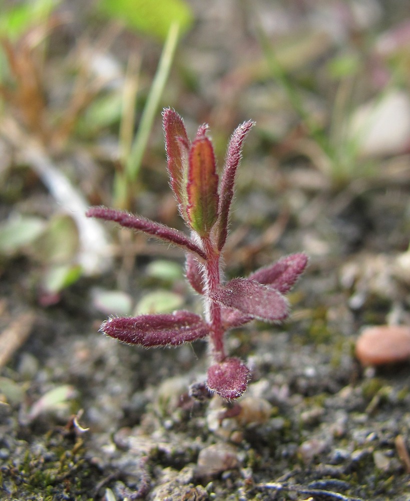 Изображение особи Odontites vulgaris.