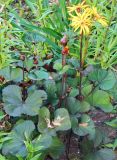 Ligularia dentata