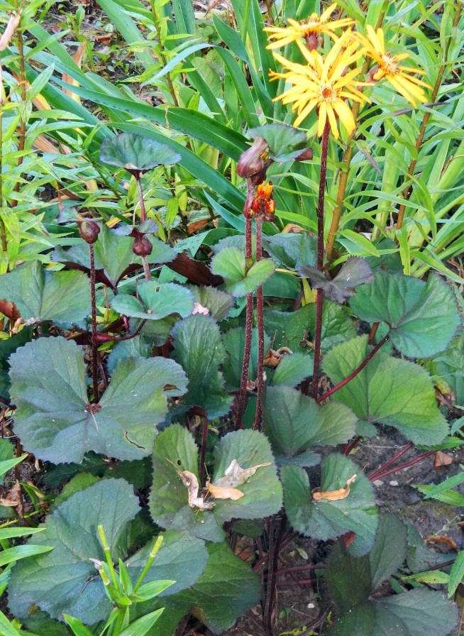 Image of Ligularia dentata specimen.