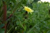 Sonchus oleraceus. Верхушка цветущего растения. Республика Адыгея, г. Майкоп, во дворе дома на лужайке под забором. 26.04.2016.