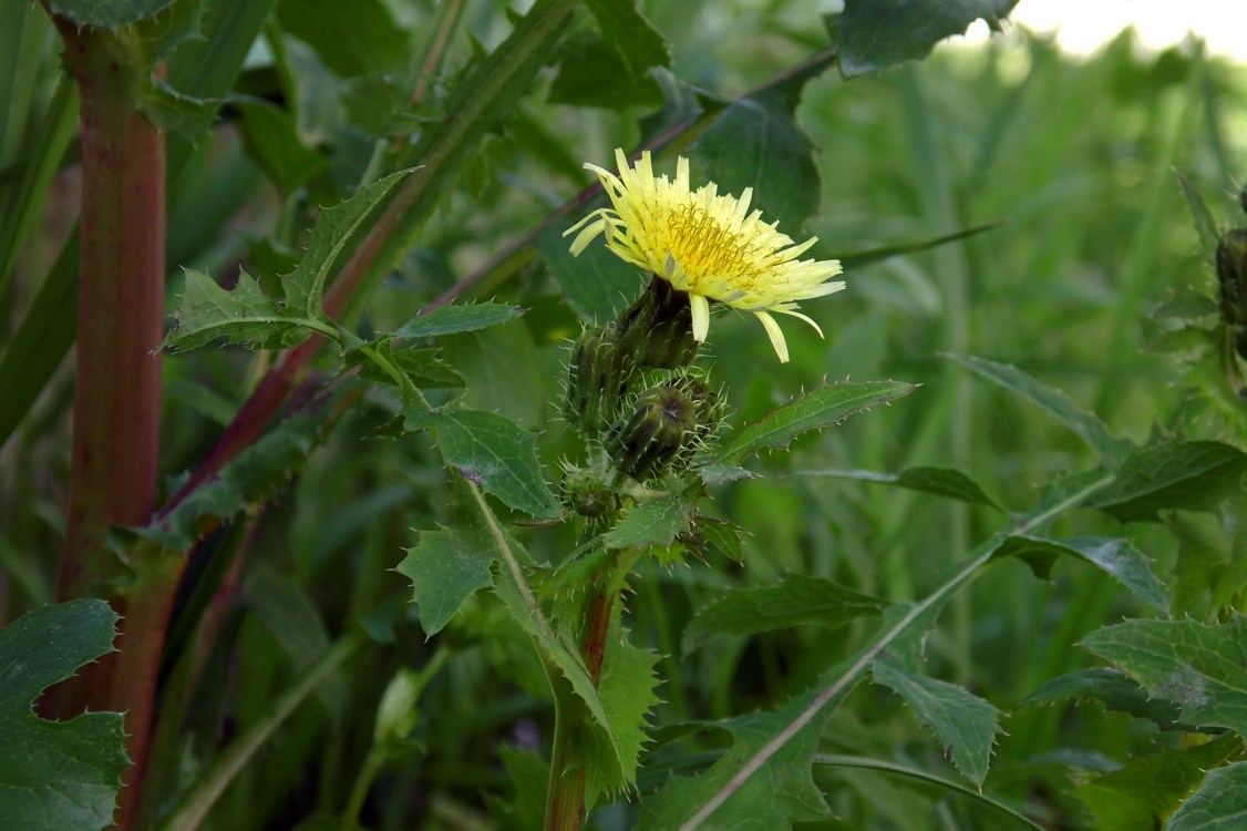 Изображение особи Sonchus oleraceus.