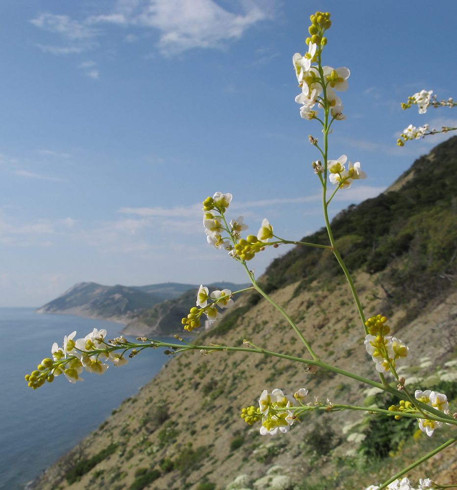 Image of Crambe koktebelica specimen.