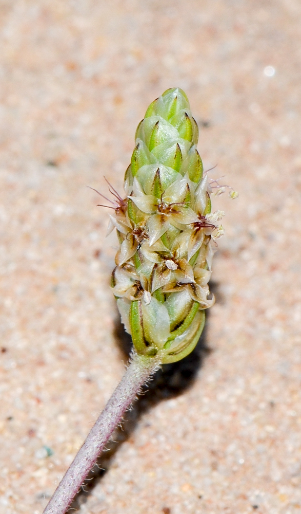 Image of Plantago amplexicaulis specimen.