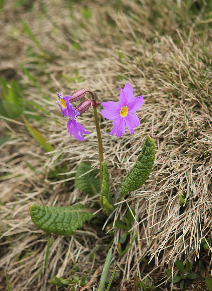 Image of Primula amoena specimen.