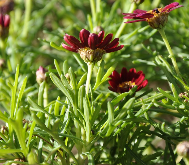 Image of Argyranthemum frutescens specimen.