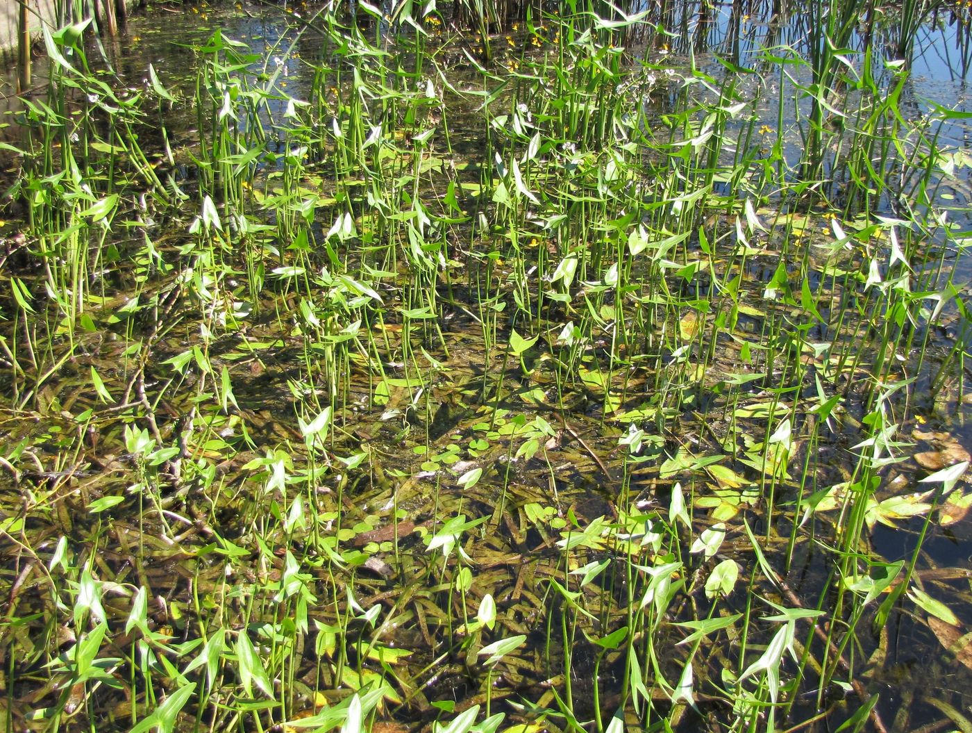 Image of Sagittaria sagittifolia specimen.