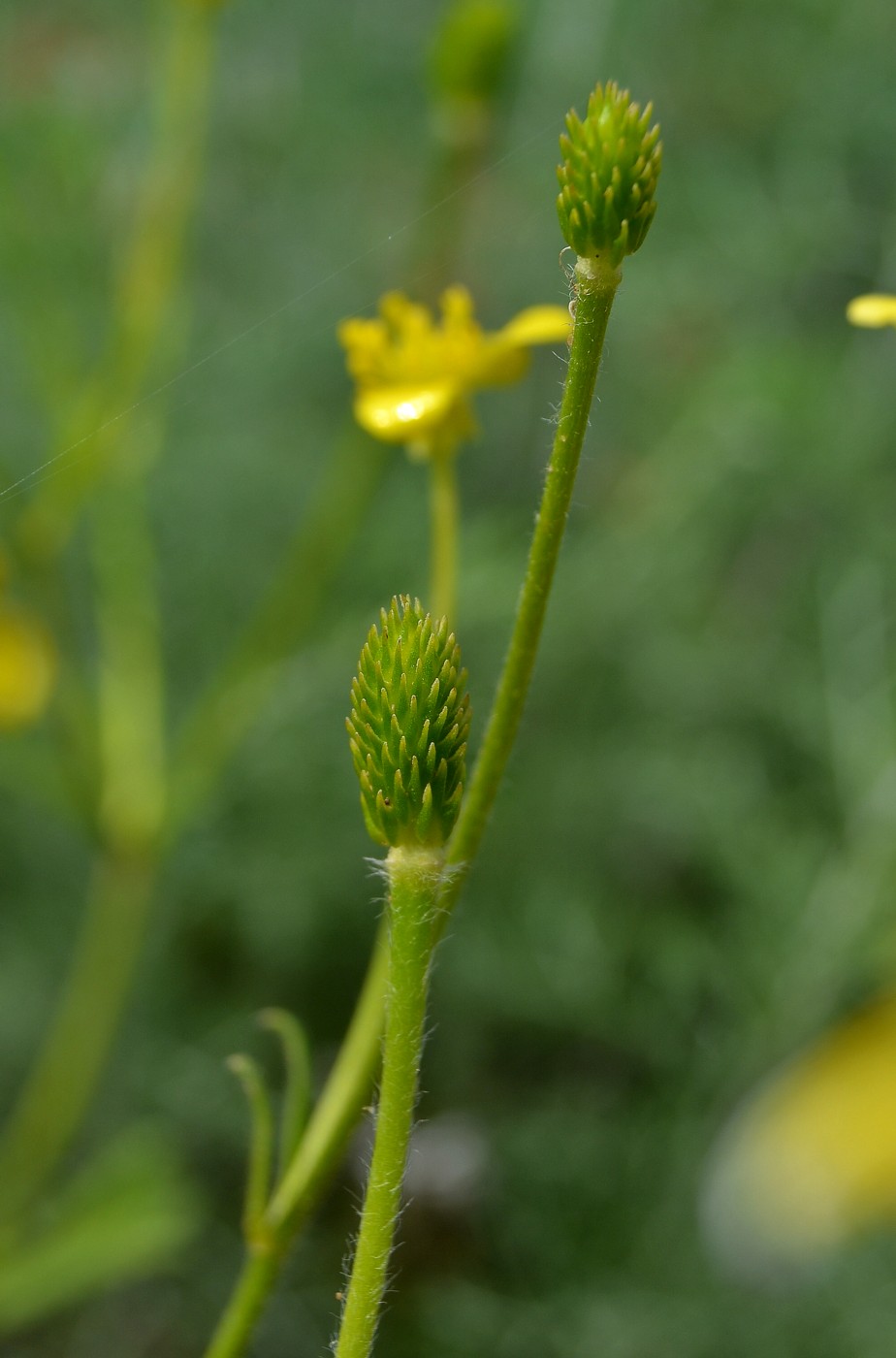 Image of Ranunculus oxyspermus specimen.