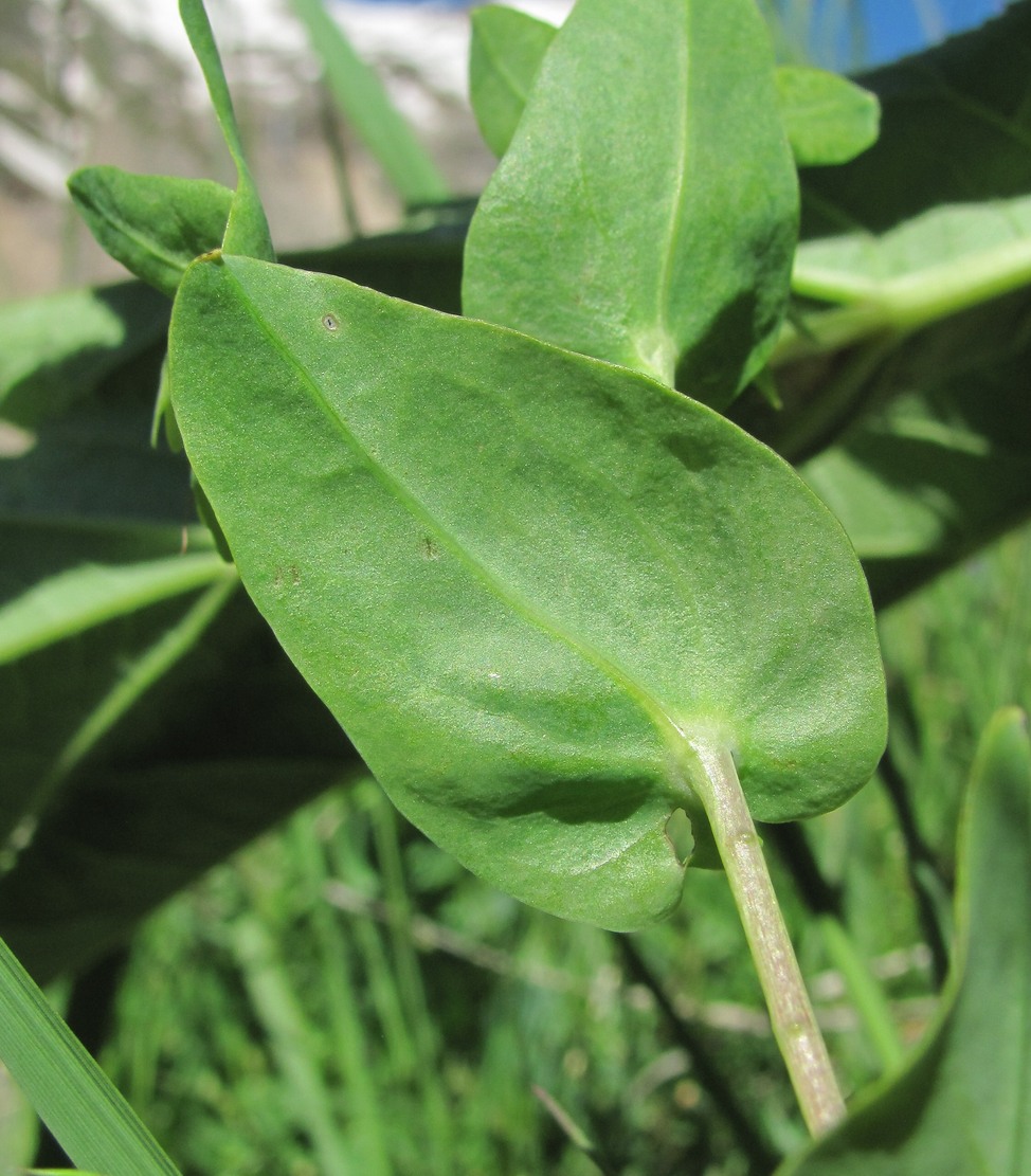 Image of Cerinthe glabra ssp. caucasica specimen.