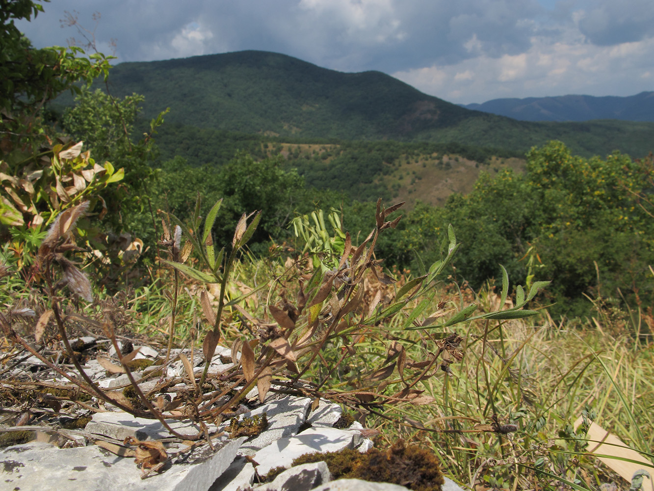 Image of Genista humifusa specimen.