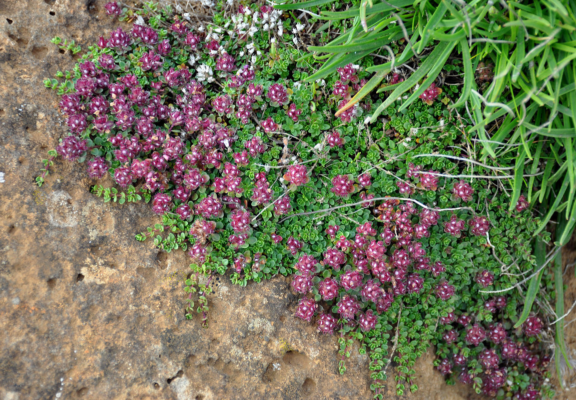 Изображение особи Thymus praecox ssp. britannicus.