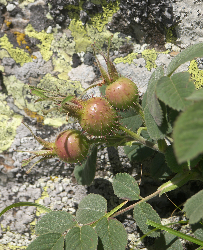 Image of Rosa pubicaulis specimen.