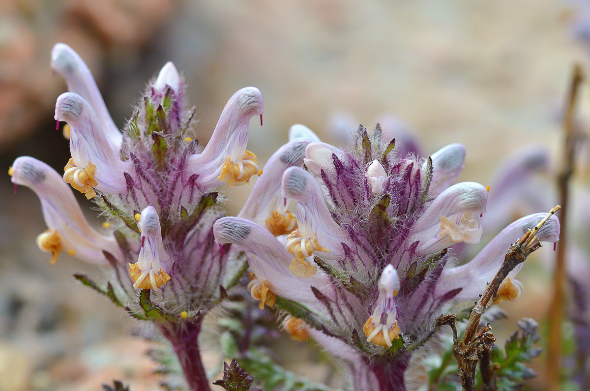 Image of Pedicularis violascens specimen.