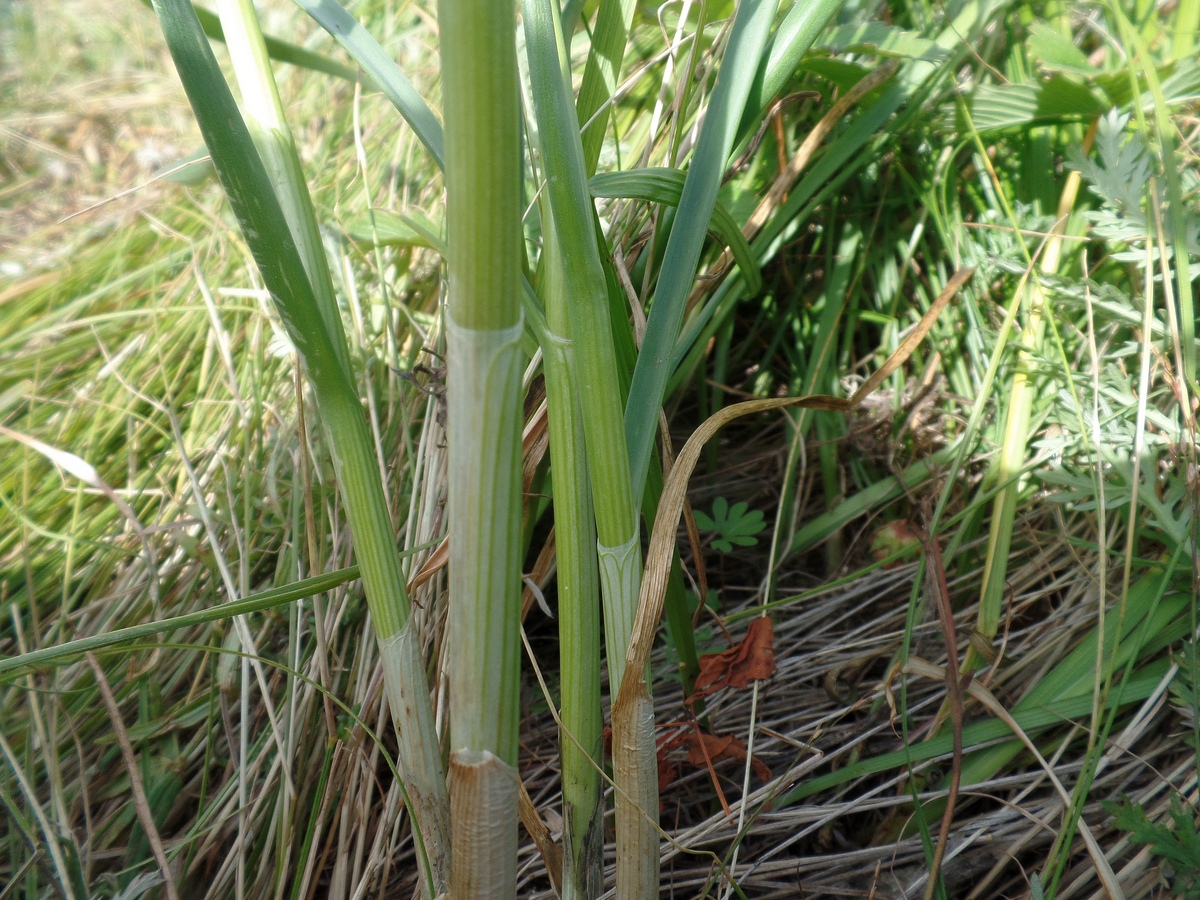 Image of Allium hymenorhizum specimen.