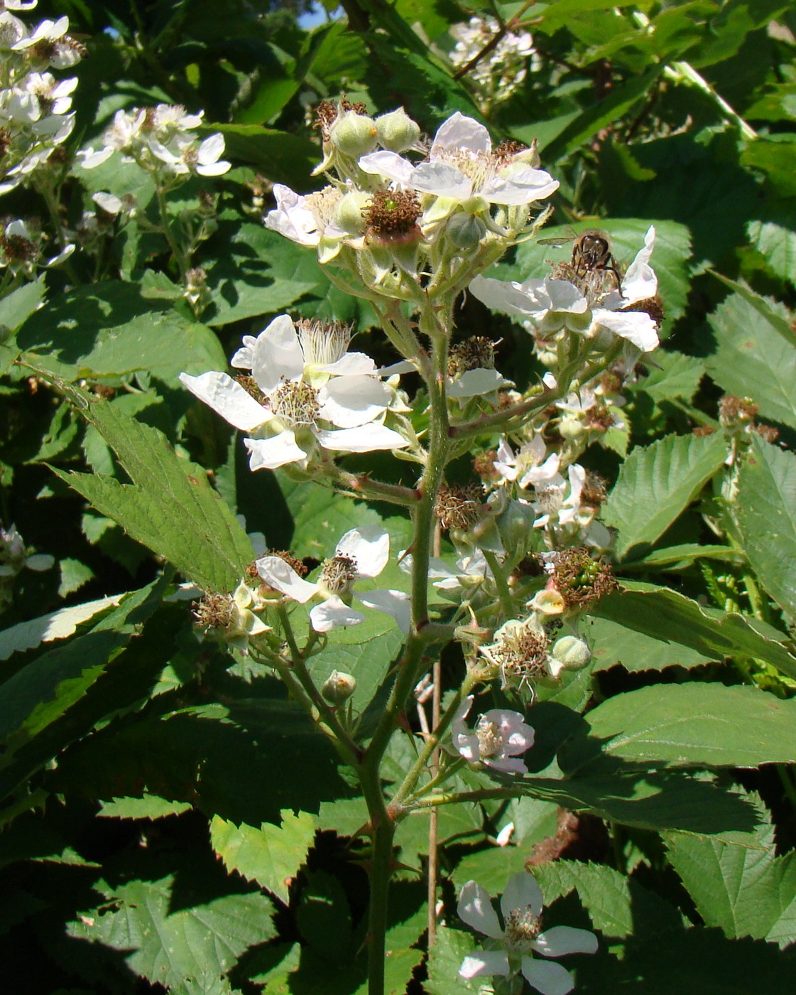 Изображение особи Rubus candicans.