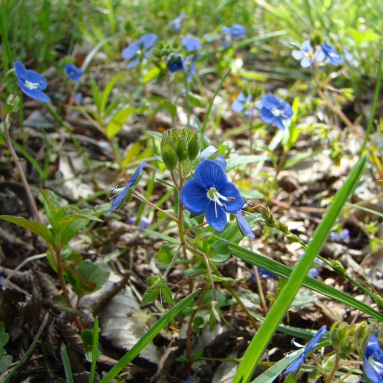 Image of Veronica umbrosa specimen.