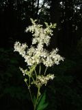 Filipendula ulmaria. Соцветие. Республика Мордовия, г. Саранск, Пролетарский р-н, ПКиО, около дорожки в дубраве. 27 июля 2015 г.