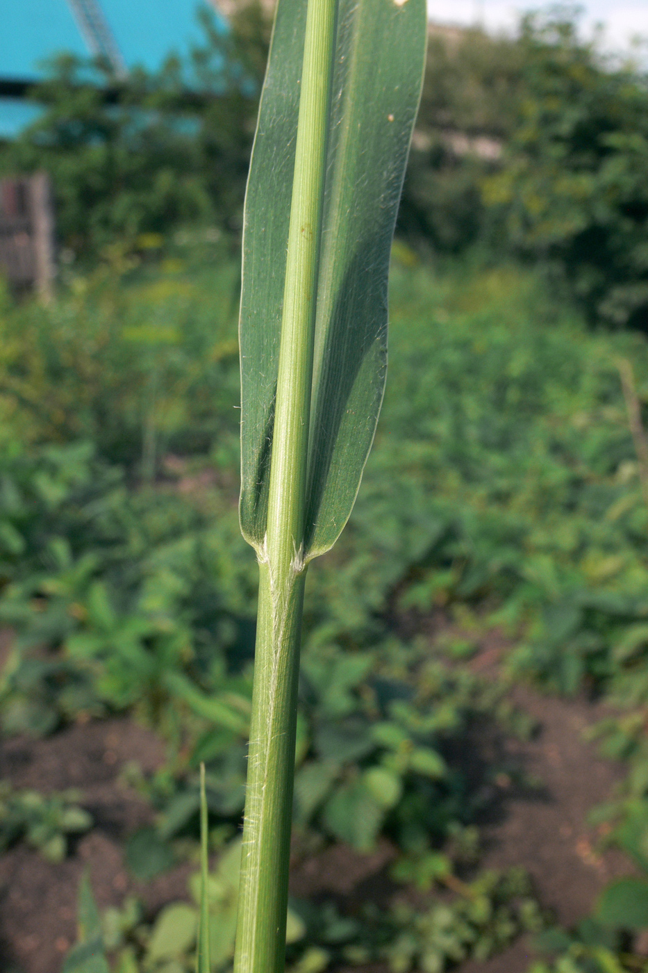 Image of Echinochloa crus-galli specimen.