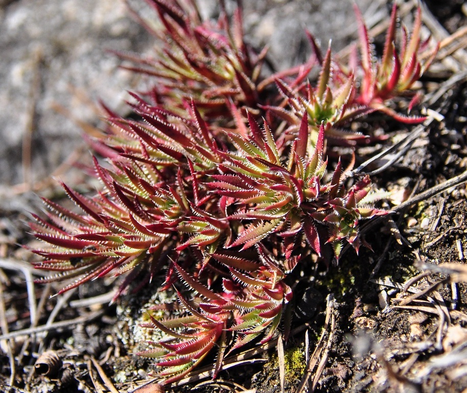 Image of Saxifraga spinulosa specimen.