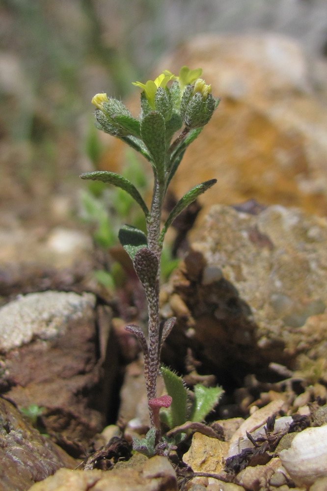 Image of Alyssum smyrnaeum specimen.