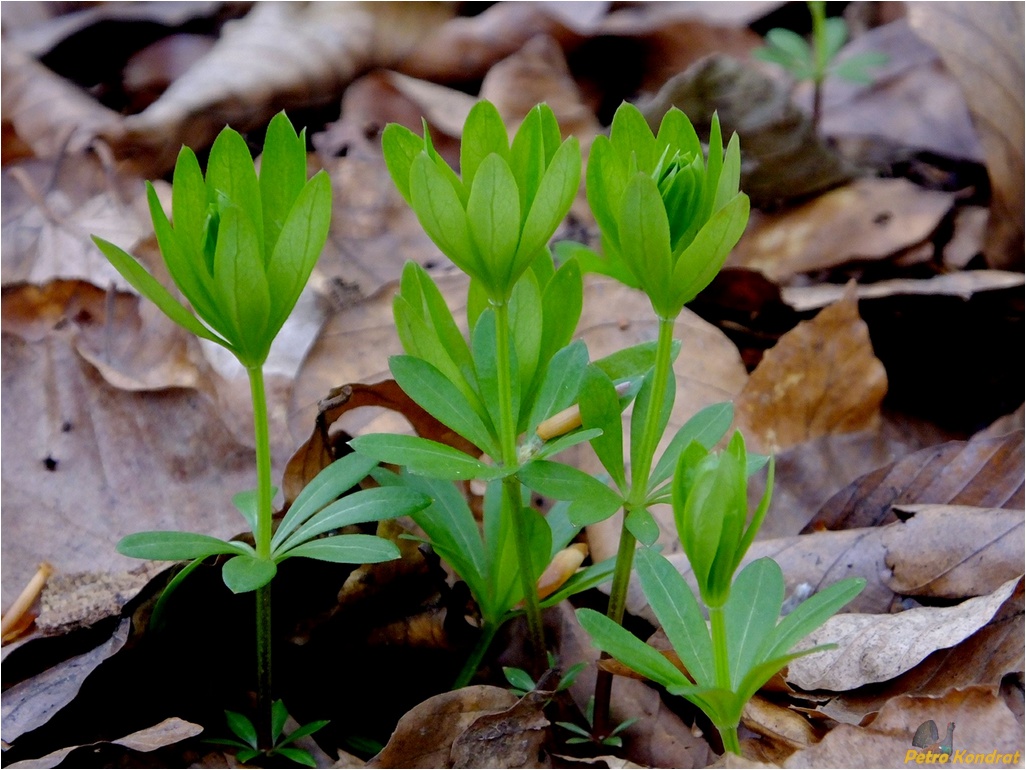 Image of Galium odoratum specimen.