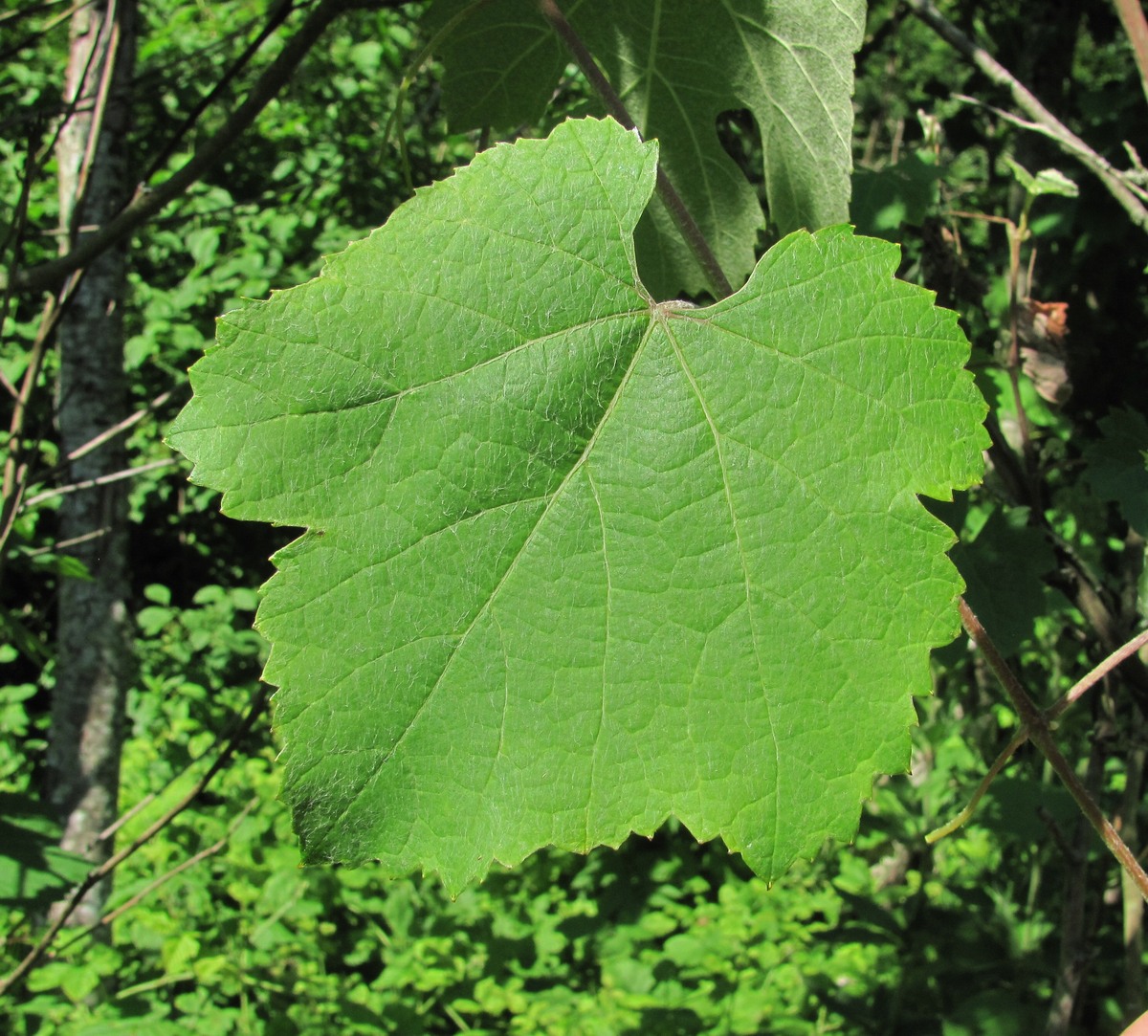 Image of genus Vitis specimen.