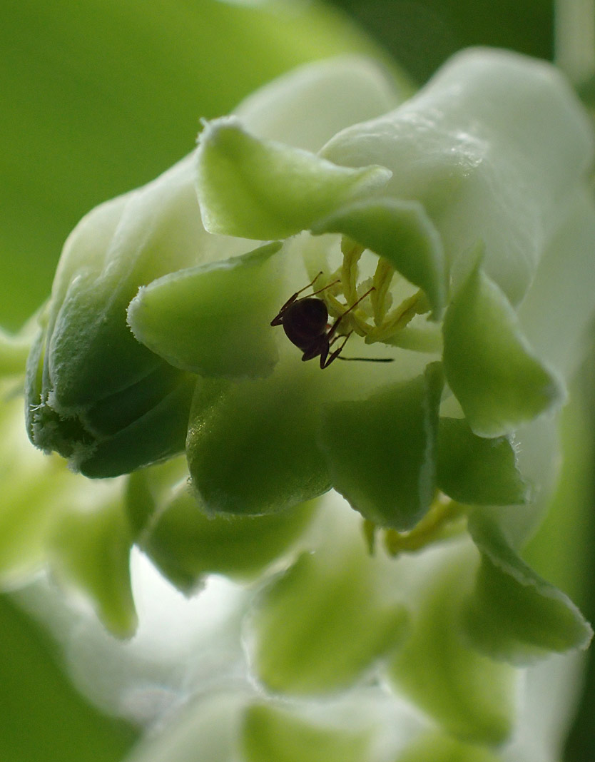 Image of Polygonatum &times; hybridum specimen.