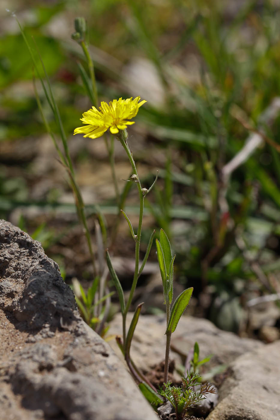 Image of Crepis tectorum specimen.