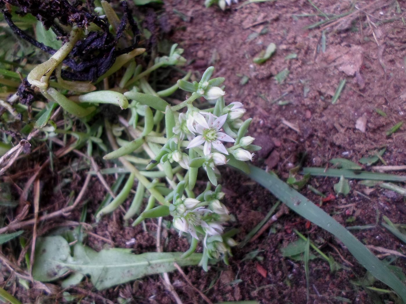 Изображение особи Sedum hispanicum.